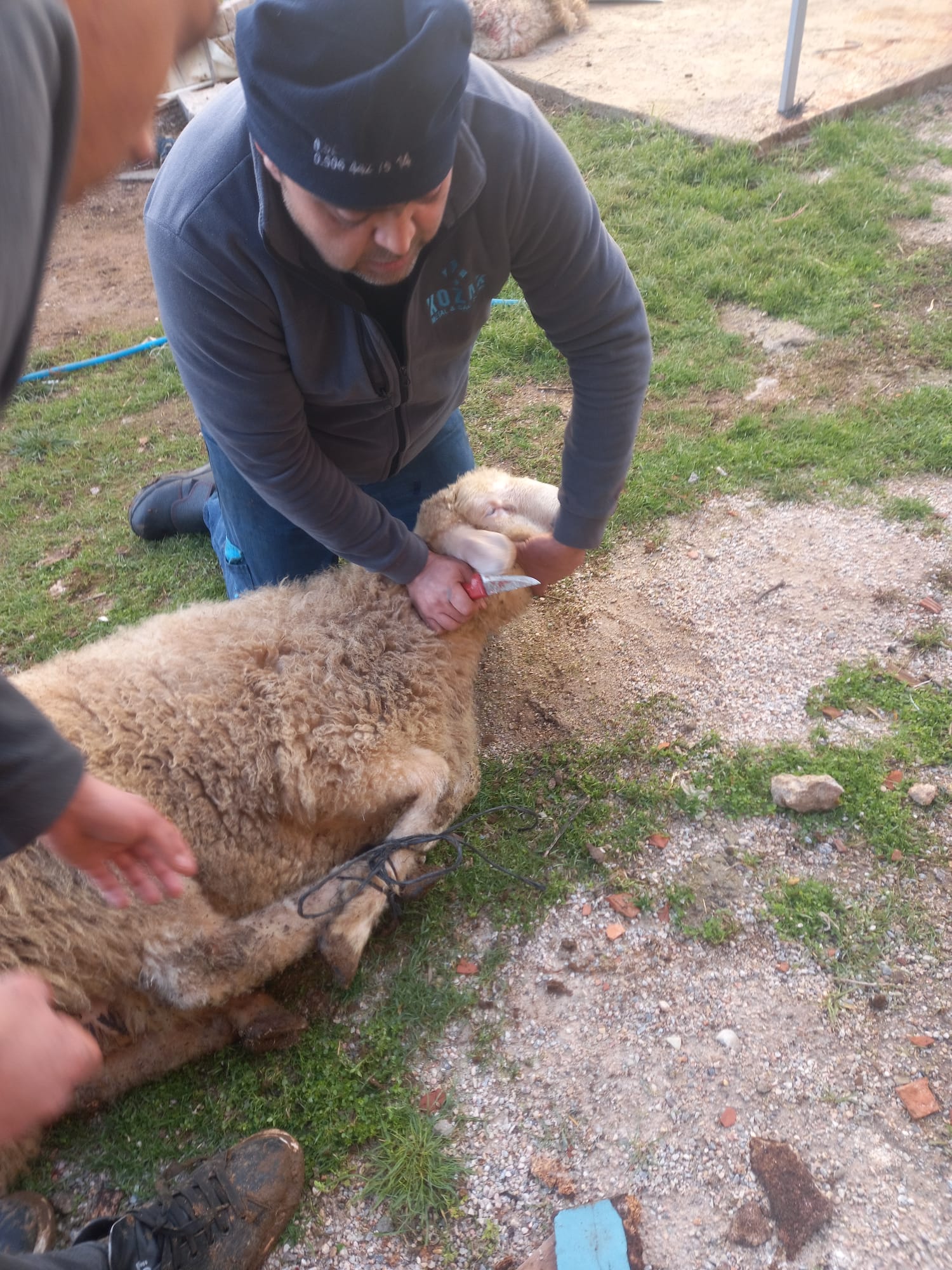 42 S Atalay Hayvancılık